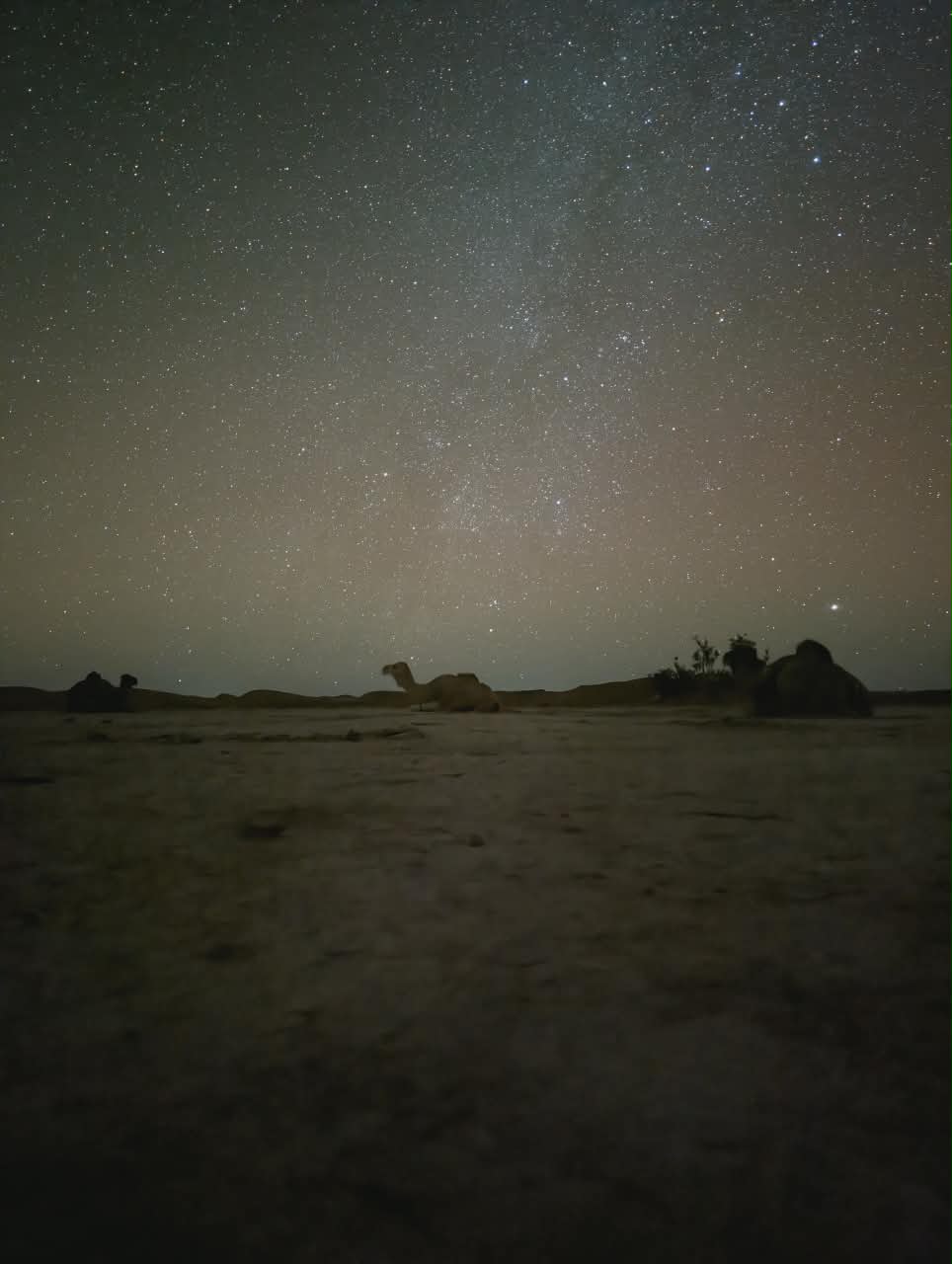 Voie lactée et ciel étoilé au-dessus de dromadaires couchés au bivouac dans le désert